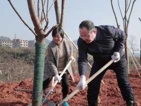 娄底体育公园植树补贴